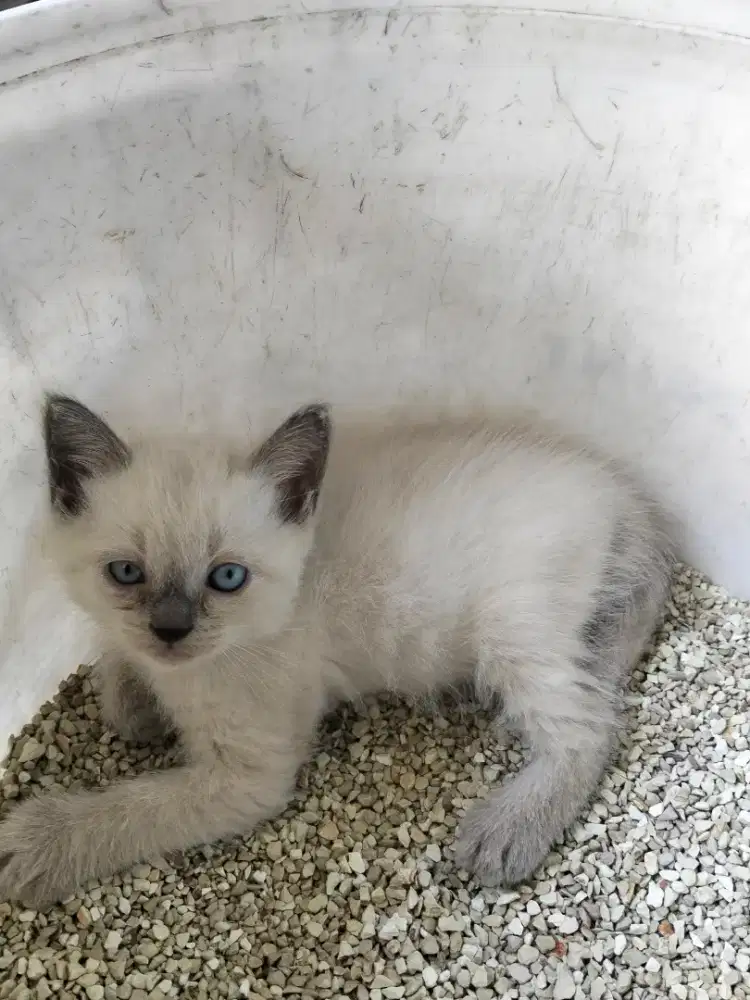 Kucing Siam himalaya