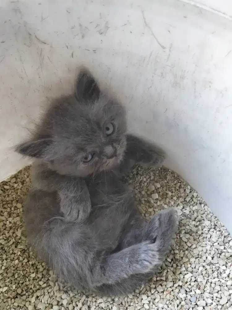 Kucing full abu solid