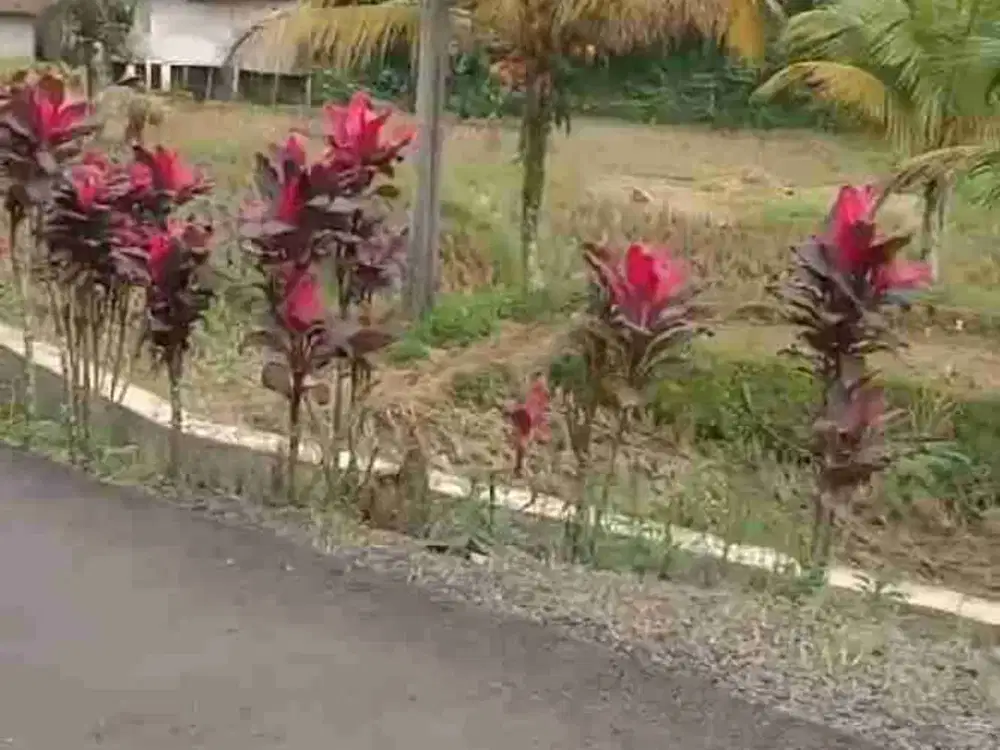 tanah sawah produktif