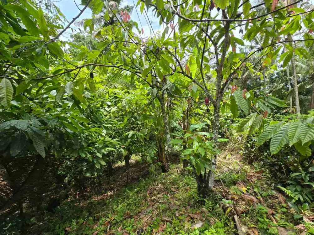 tanah luasan kecil view sawah