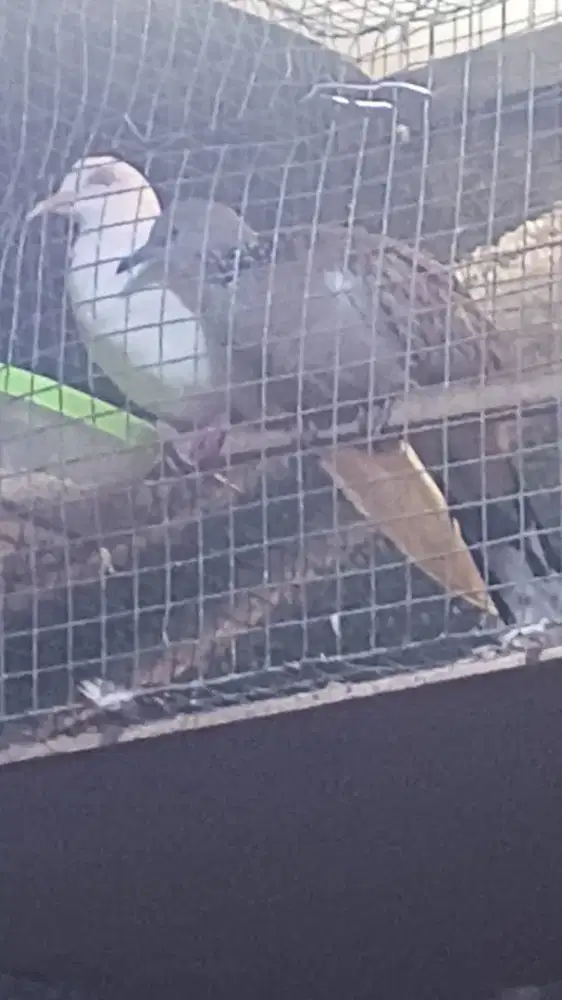 Tekukur sepasang BS kuk 1 jantan bethina kuk 3 lokal alam