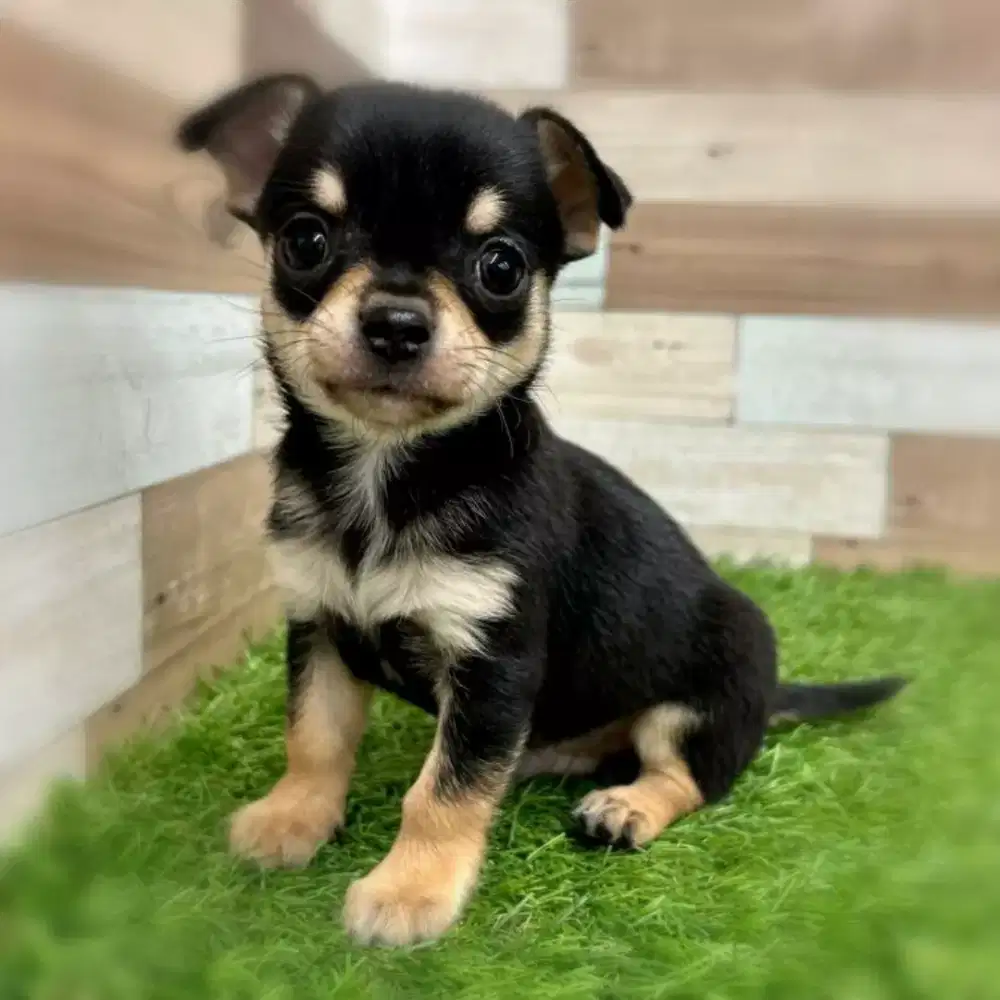 JUAL ANJING CHIHUAHUA