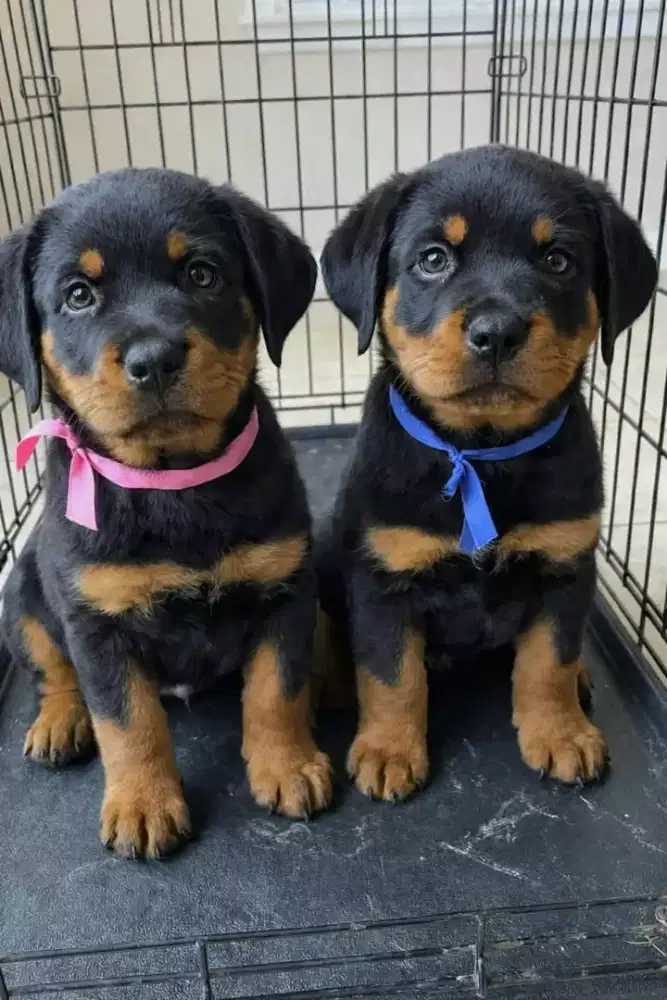 JUAL ANJING ROTTWEIlER