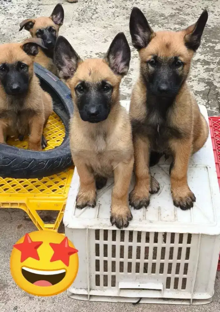 JUAL ANJING BELGIAN MALINOIS