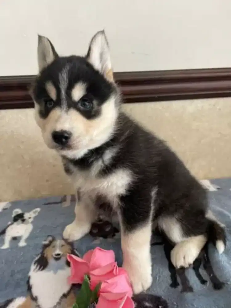 JUAL ANJING SIBERIAN HUSKY