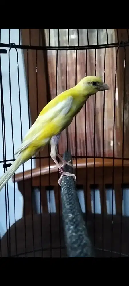 Kenari F2gbsf jantan