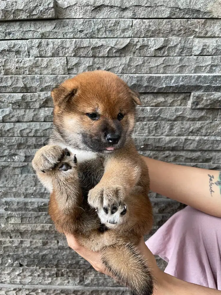 Open Book Choco Red Mame Shiba Inu Female Superb Quality Korea X Japan