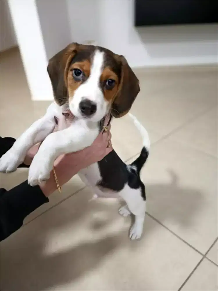 JUAL ANJING BEAGLE