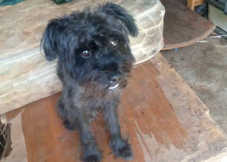 jual Anjing poodle hitam jantan harga 300 ribu