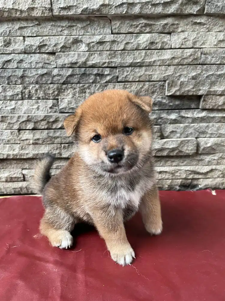 Open Book Smart Red Mame Shiba Inu Male Superb Quality Korea X Japan