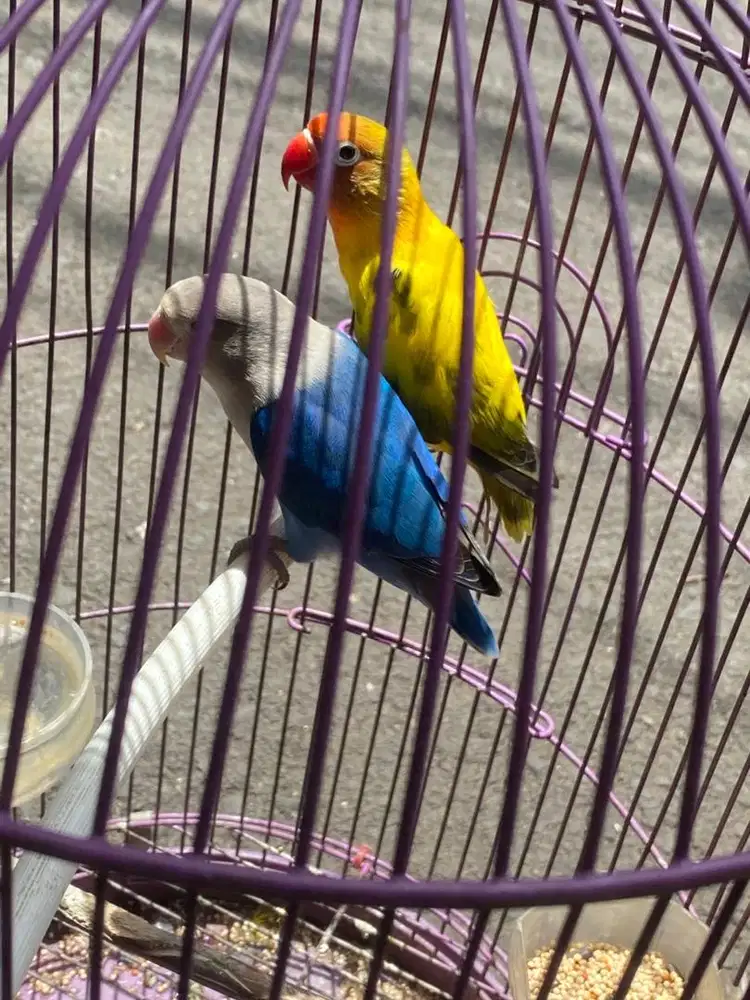 Lovebird sepasang warna cantik