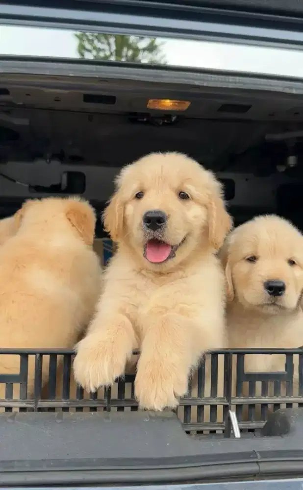 JUAL ANJING GOLDEN RETRIEFER