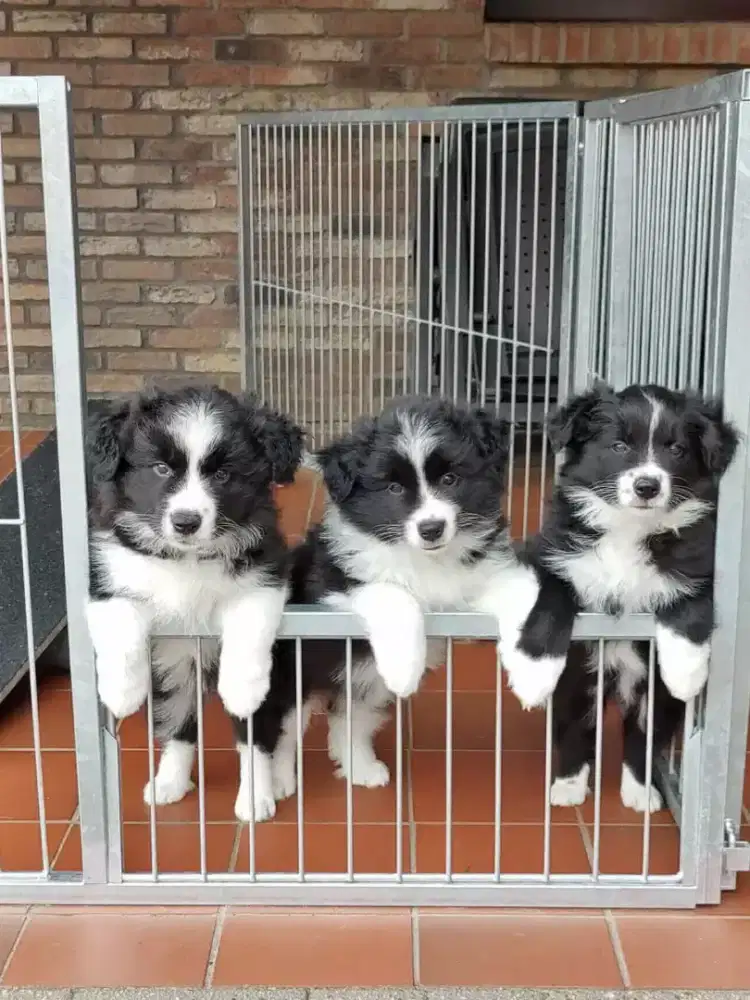 JUAL ANJING BORDER COLLIE