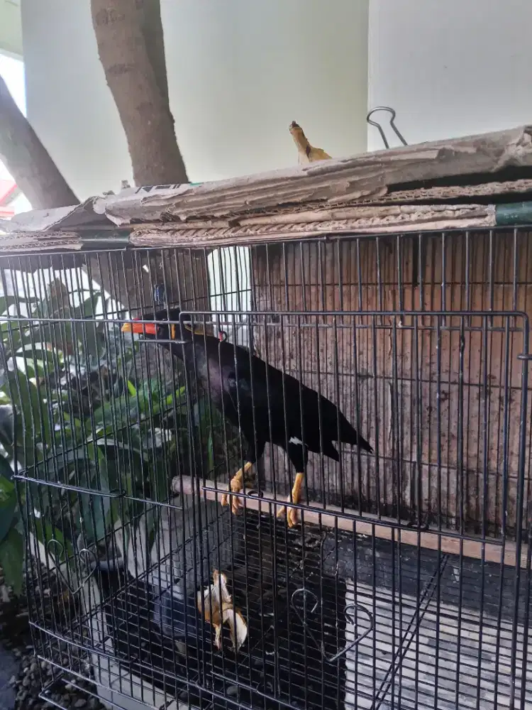 B3O Super (Body Besar)