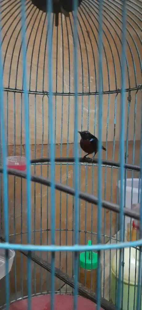 Burung konin natuna ori