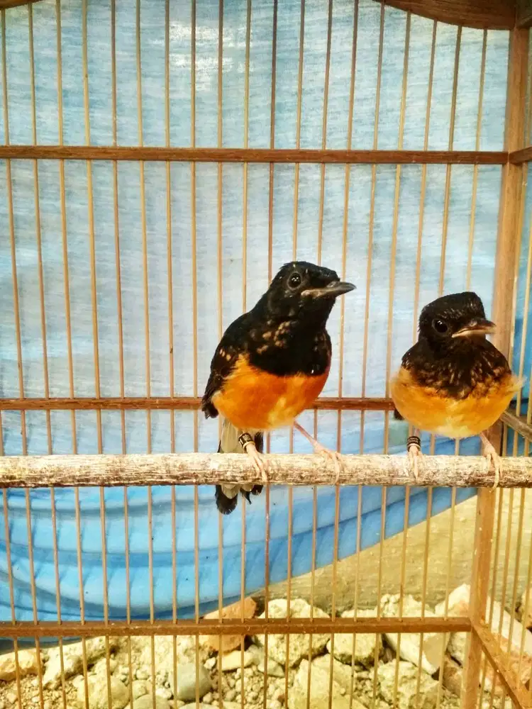 Sepasang Burung murai trotol