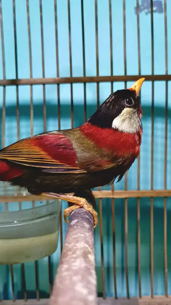 Burung nostalgia 90an