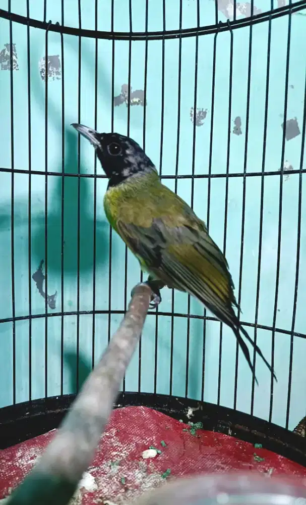 Burung samyong trotol jantan