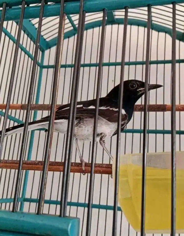 trotolan kacer prospek