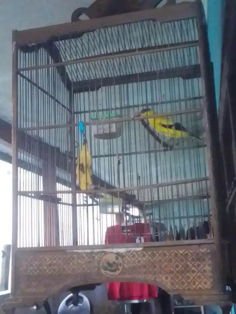 KEPODANG KTP JANTAN TULEN RAWATAN LAMA 800 FULSET KANDANG UKIR NO 1