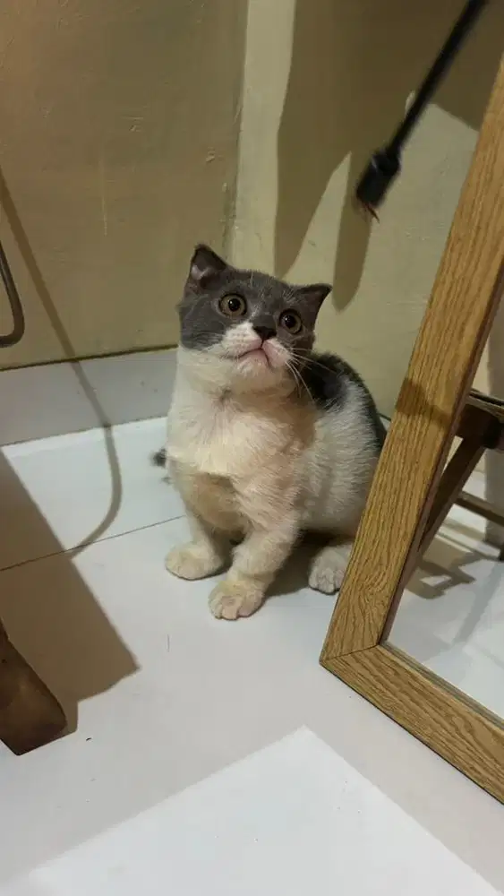 Kitten BSH munchkin BRITISH SHORT HAIR