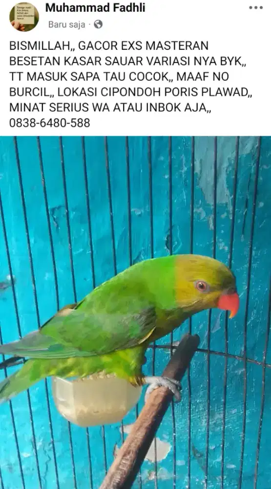 LOVEBIRD JOSAN GACOR BRISIK EXS MASTERAN BESETAN KASAR 1 JUTA FULSET
