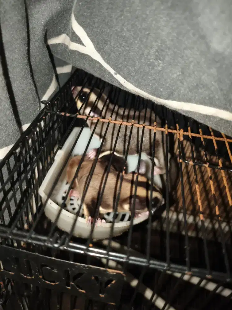 Sugar glider cg sepasang