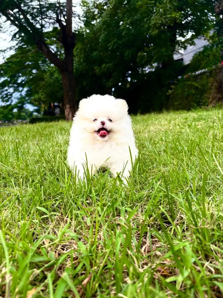 Pomeranian ( good quality ) small size