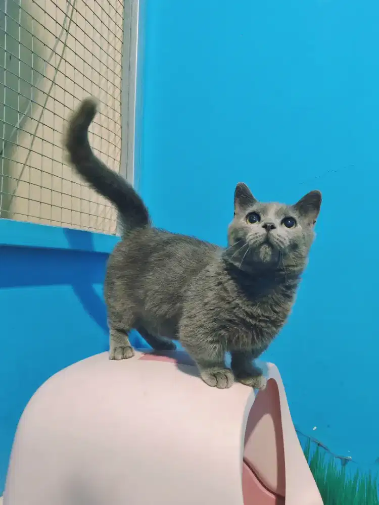 MUNCHKIN BSH BLUE SOLID JANTAN