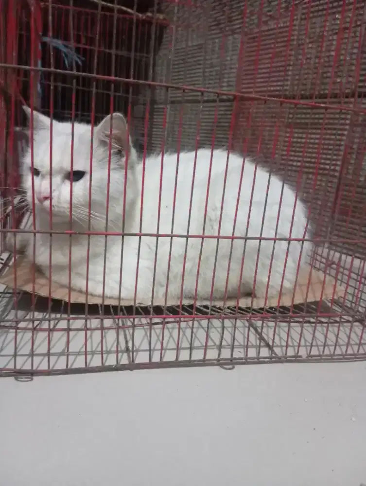 Kucing odd eye persia bigbon betina