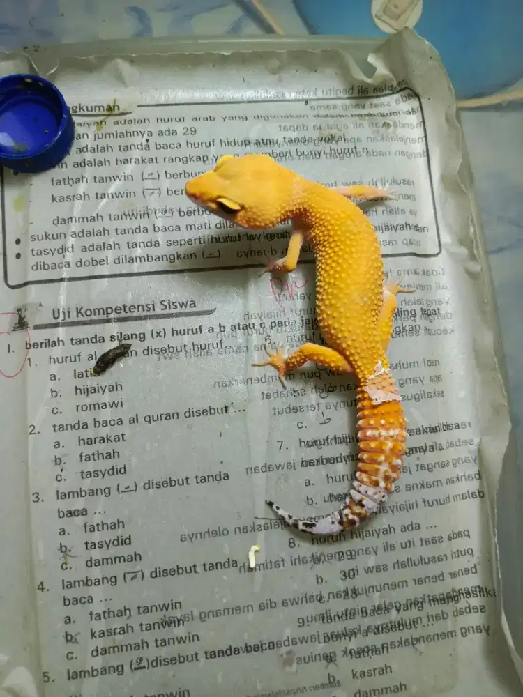 hadiah untuk lebaran Leopard Gecko cantik