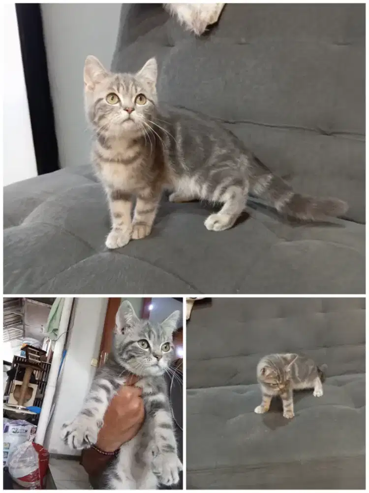 Kitten BSH X Scottish jantan