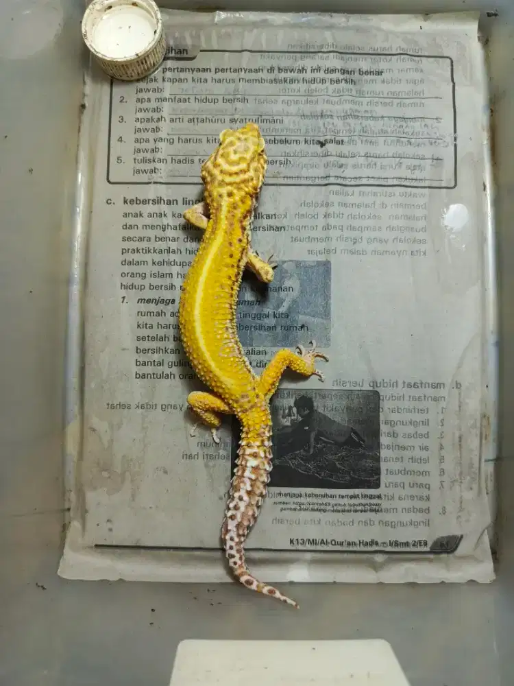 hadiah lebaran leopard gecko cantik