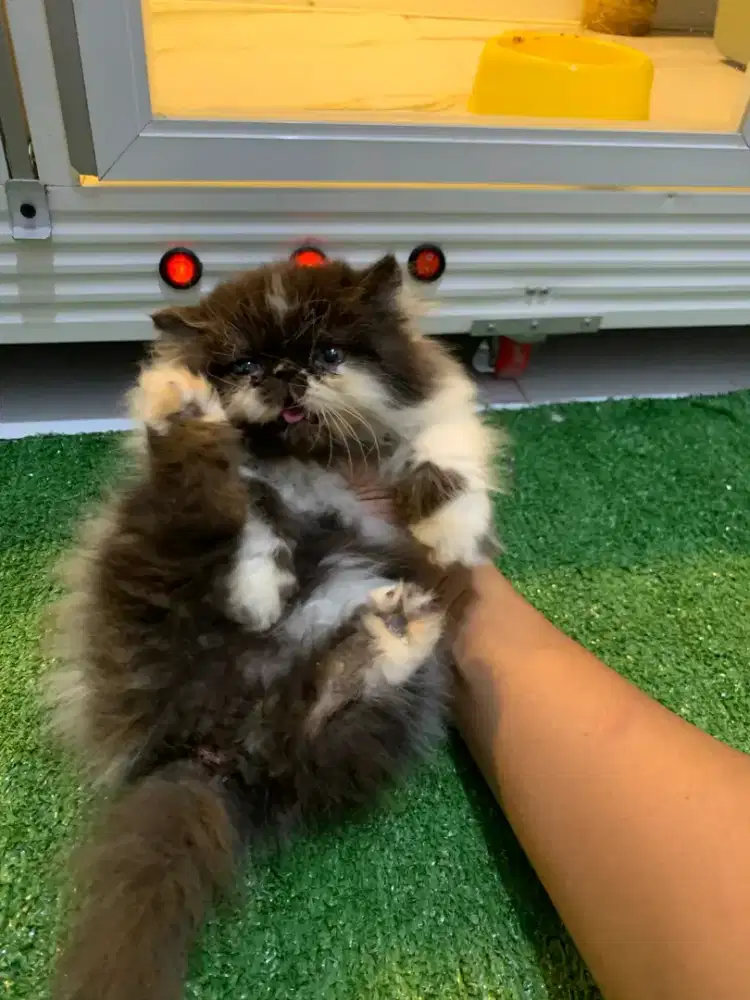 Pelaknose jantan 3 bulan