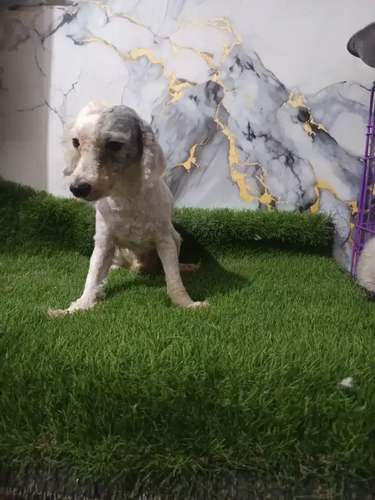 Poodle jantan party silver