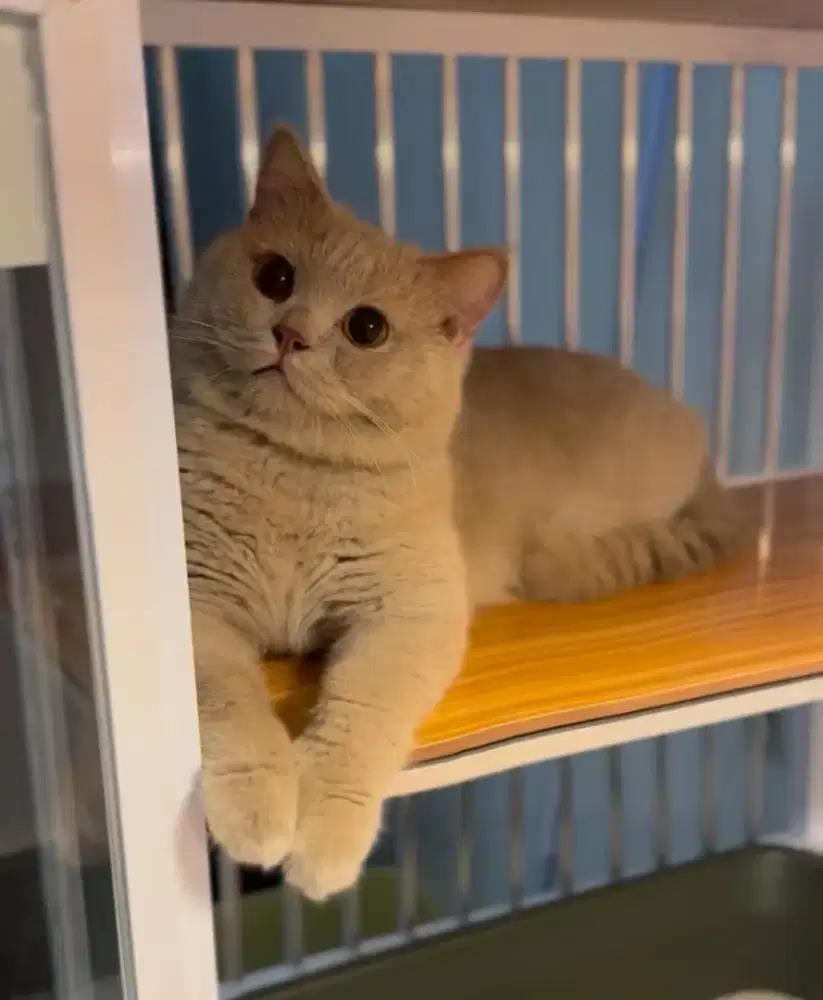 BSH Cream Male Line Ped Tica