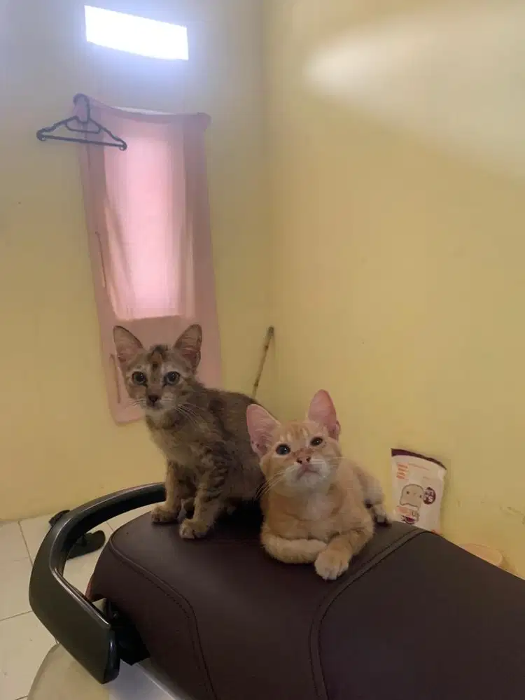 Kucing Kitten Mix Domestik