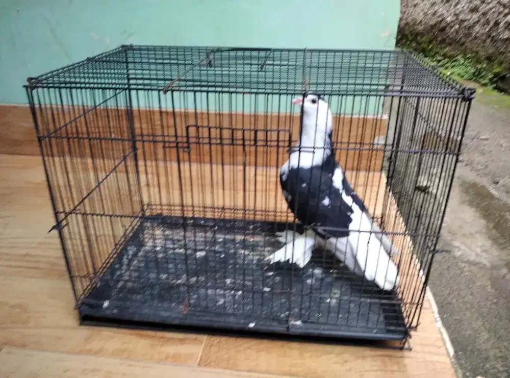 Burung merpati hias jantan dewasa