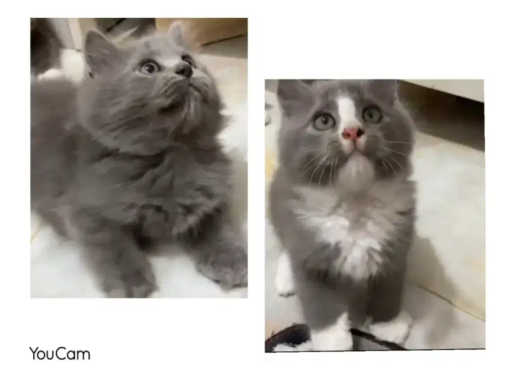 Sepasang BSH Bicolor dan BSH Blue