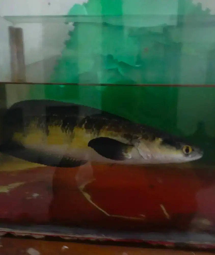 Ikan chana Red barito