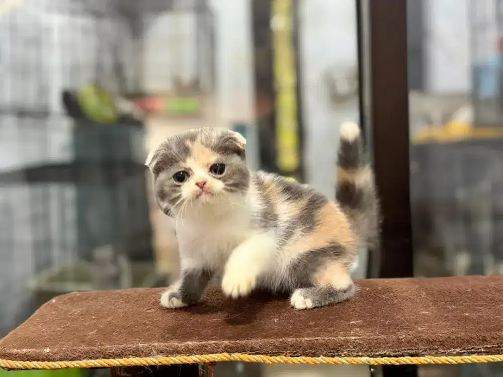 Kucing scottish fold cantik 3 bulan