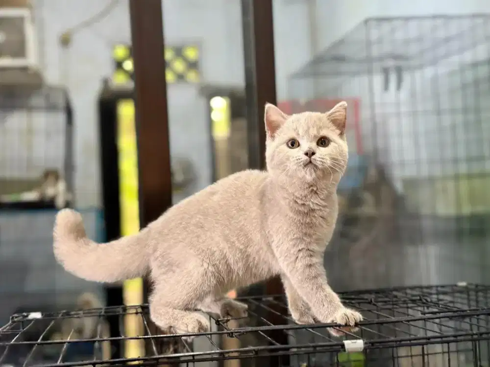 kucing BSH jantan lilac 3,5 bulan