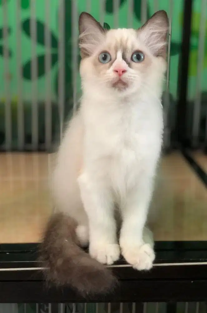 Kucing ragdoll simetris