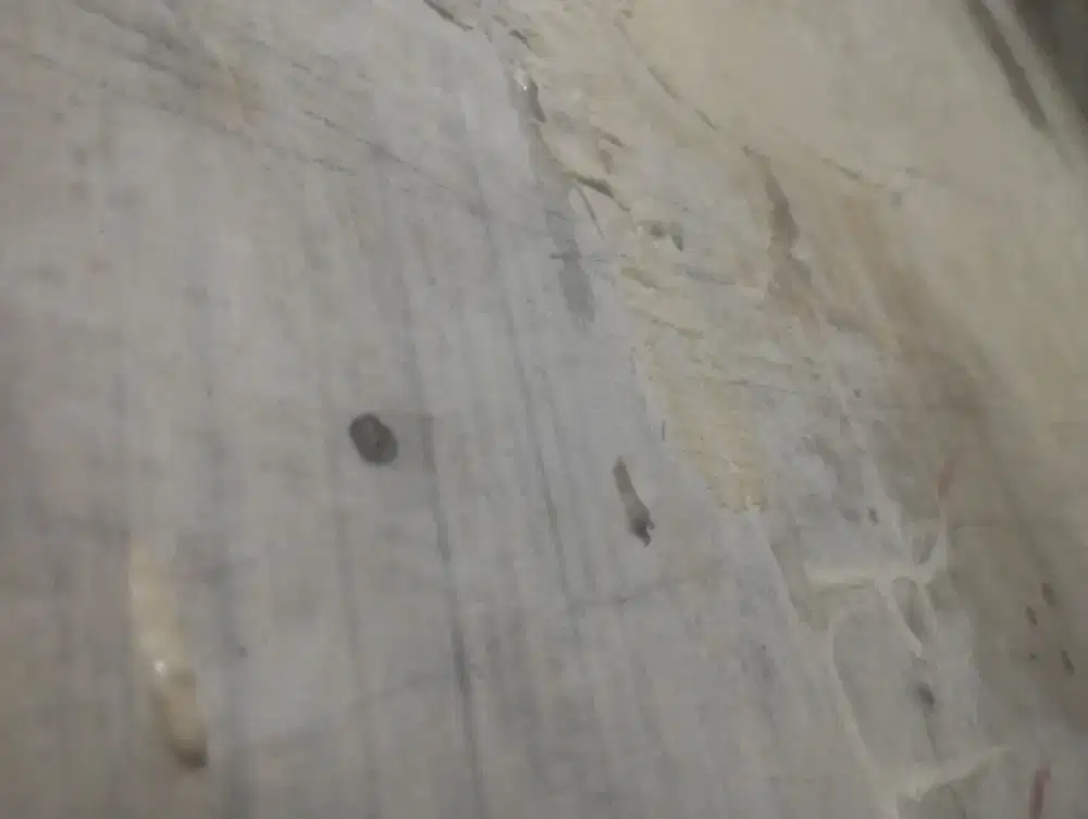 Info loker dong bosque untuk habis lebaran