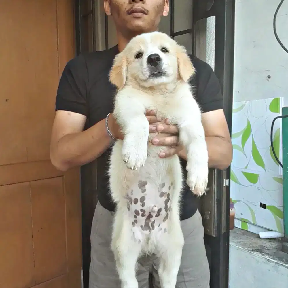 GOLDEN RETRIVER BIGBONE