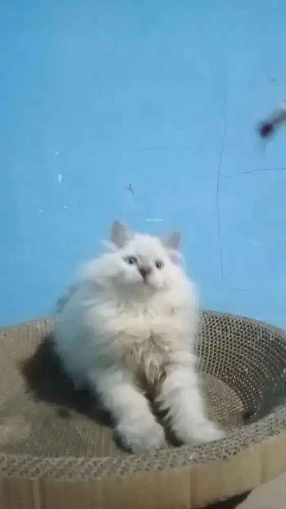 Ready kitten Himalaya jantan