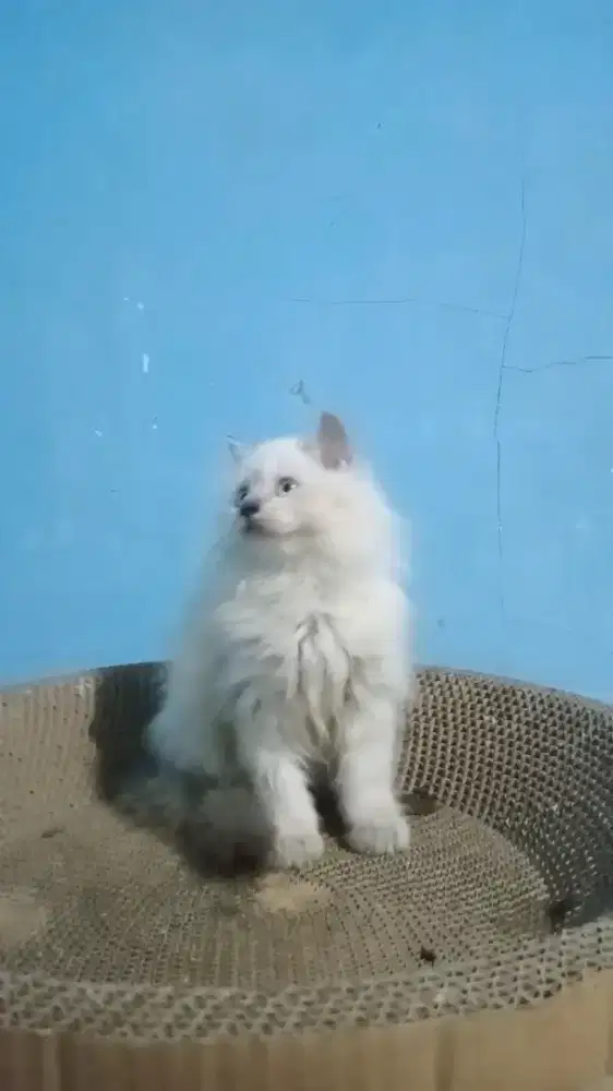 Ready kitten Himalaya betina