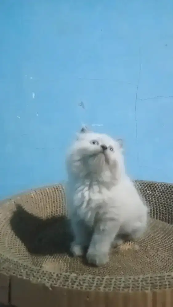 Ready kitten Himalaya betina