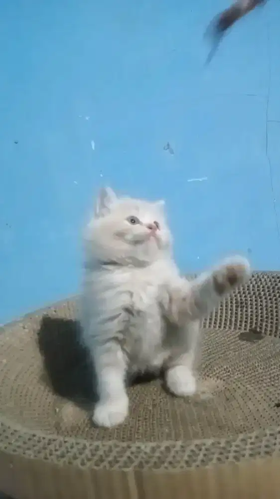 Ready kitten Persia jantan