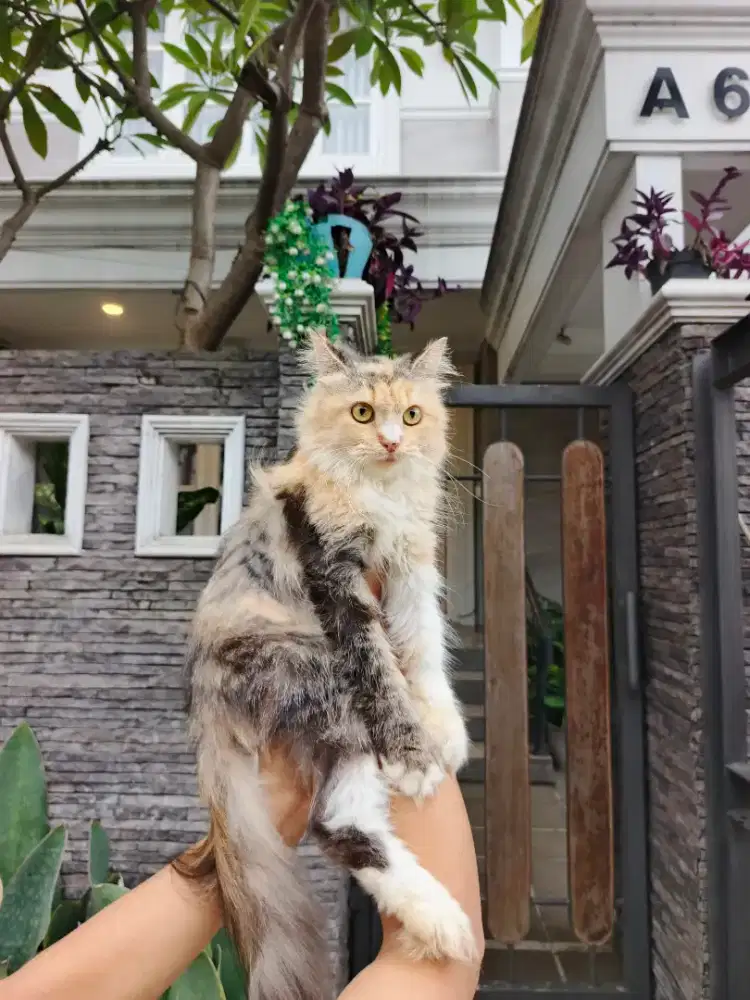 Persia Longhair betina birahi